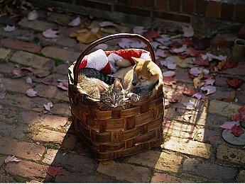 《灵媒》开发商想打造《生化危机》那样高知名度的游戏IP